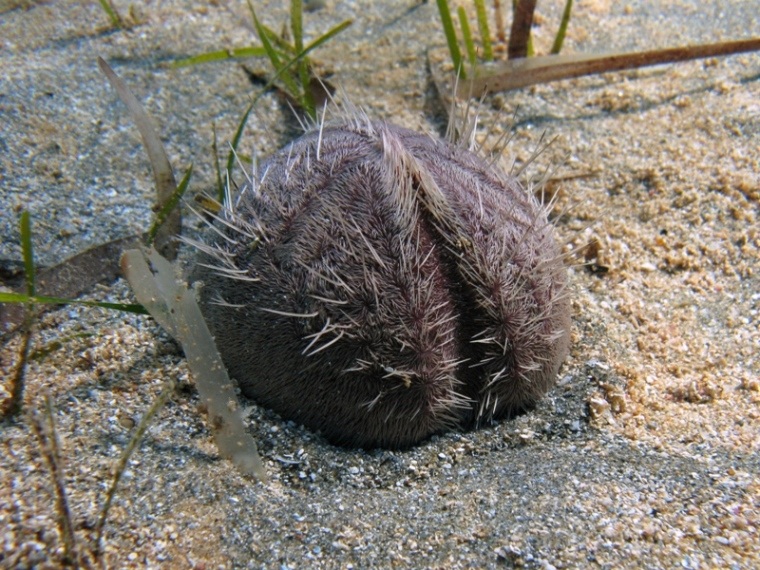 Spatangus purpureus (O.F. Müller, 1776)